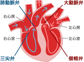 僧房弁、大動脈弁、三尖弁、肺動脈弁